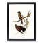 Grey-Breasted Wood swallows by Elizabeth Gould - Picture Frame Painting Print-55608881-55608880