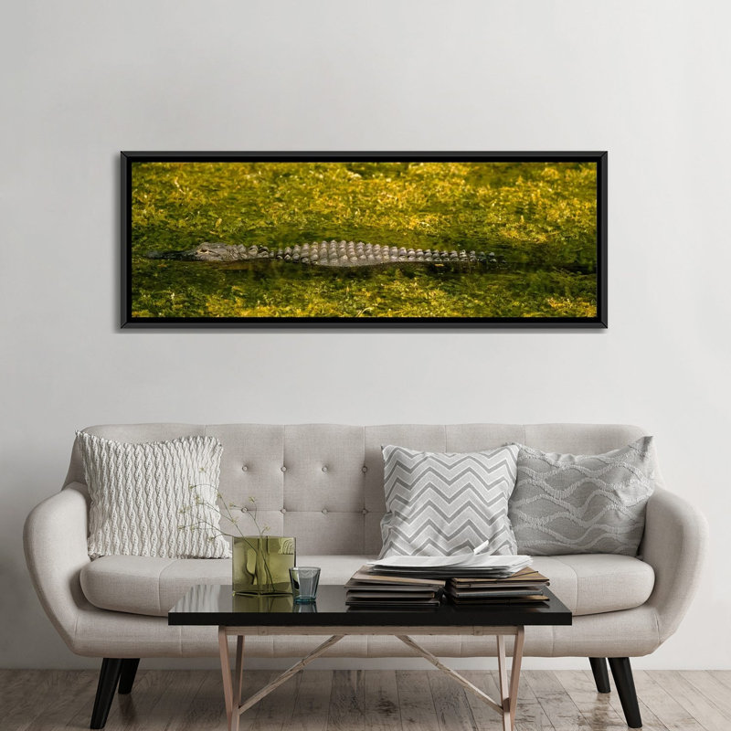 Alligator circulant dans un canal, Toile avec cadre noir, H 12 po x l 36 po x P 1,5 po