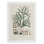 Botanical Society Ferns VII -Impression sur toile seulement - NON-CADRE