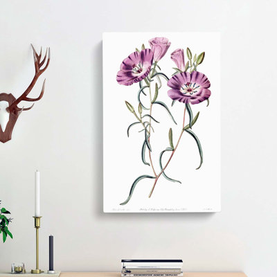 Purple Evening Primrose Flowers - Wrapped Canvas