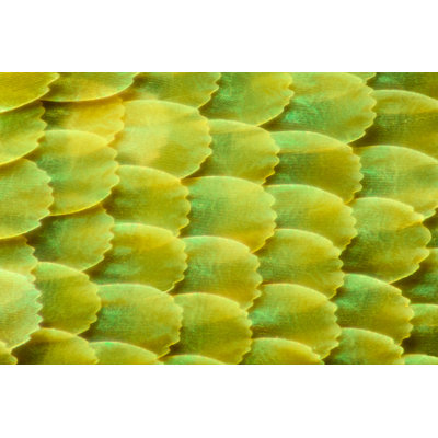 Butterfly Wing - Wrapped Canvas Print