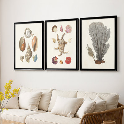 Knorr Shells & Coral I  -Custom Framed  Wrapped Gallery Canvas - 3 Pieces