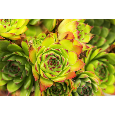 " Aeonium Succulent Plant " by Filipfoto