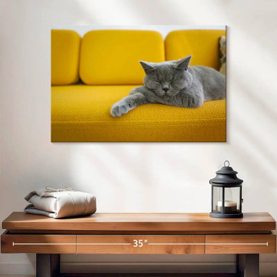 Brampt Cat On Sofa