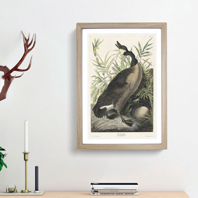 Canada Goose by John Audubon - Framed Print