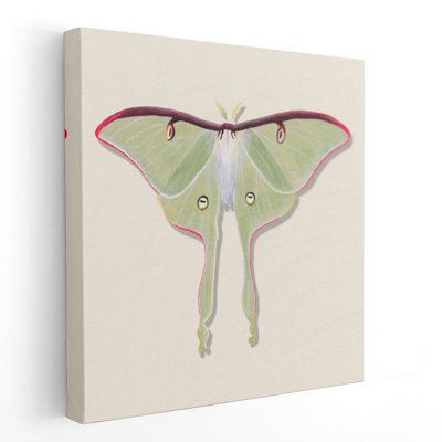 «Watercolor Moths IV», reproduction d'art sur toile