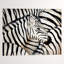 Part Of The Pack IV Print-25707683-25707689