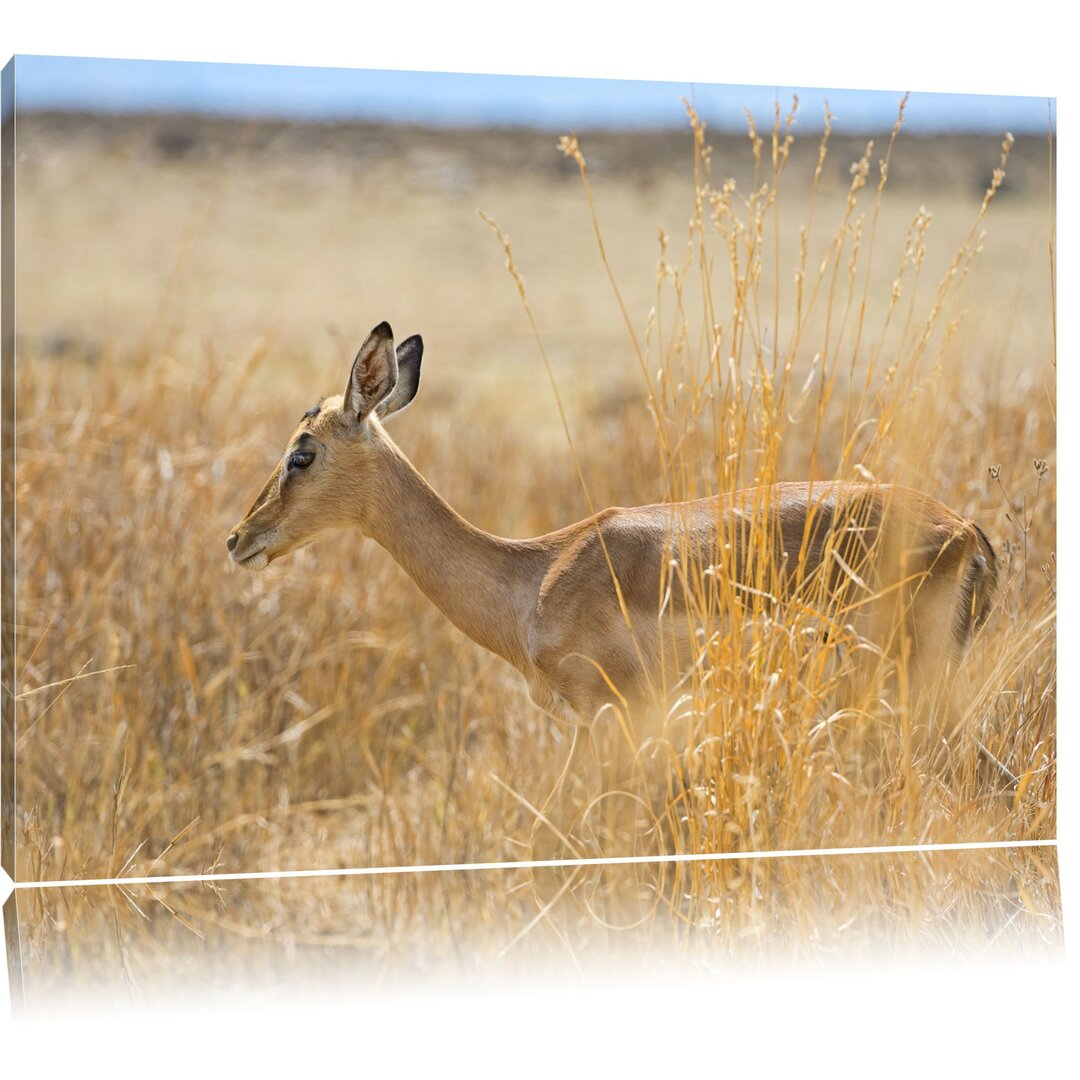 Leinwandbild Gazelle im hohen Gras