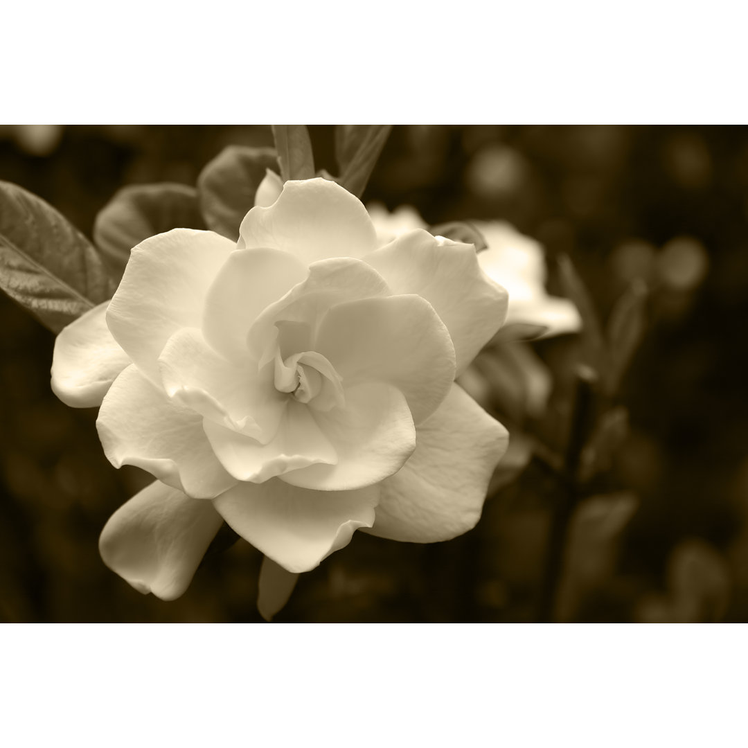 Leinwandbild Gardenia Bloom in a Sepia Tone