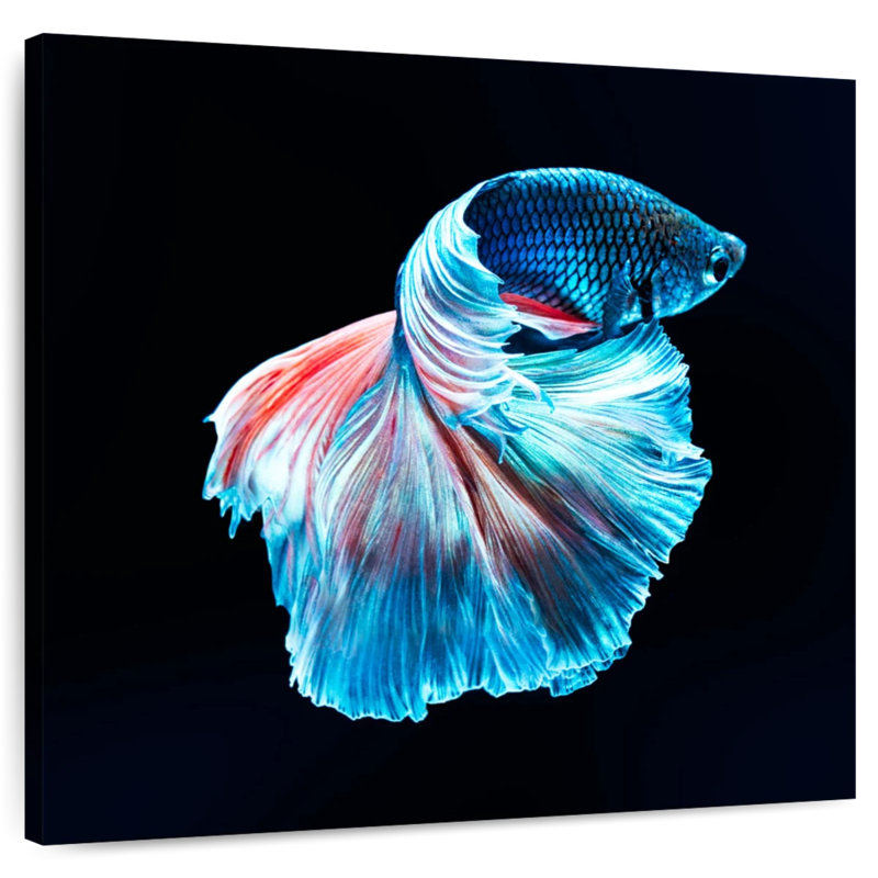 Brampt brillant poisson Betta bleu, H 20 po x l 20 po