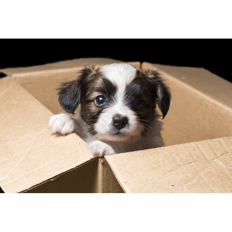 Papillon Puppy - Wrapped Canvas Print, 20cm H x 30cm W x 3.8cm D