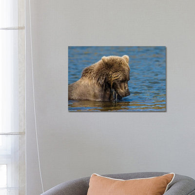 Grizzly or brown bear (Ursus arctos), Moraine Creek (River), Katmai NP and Reserve, Alaska 1 Piece Wrapped Canvas Wall Art