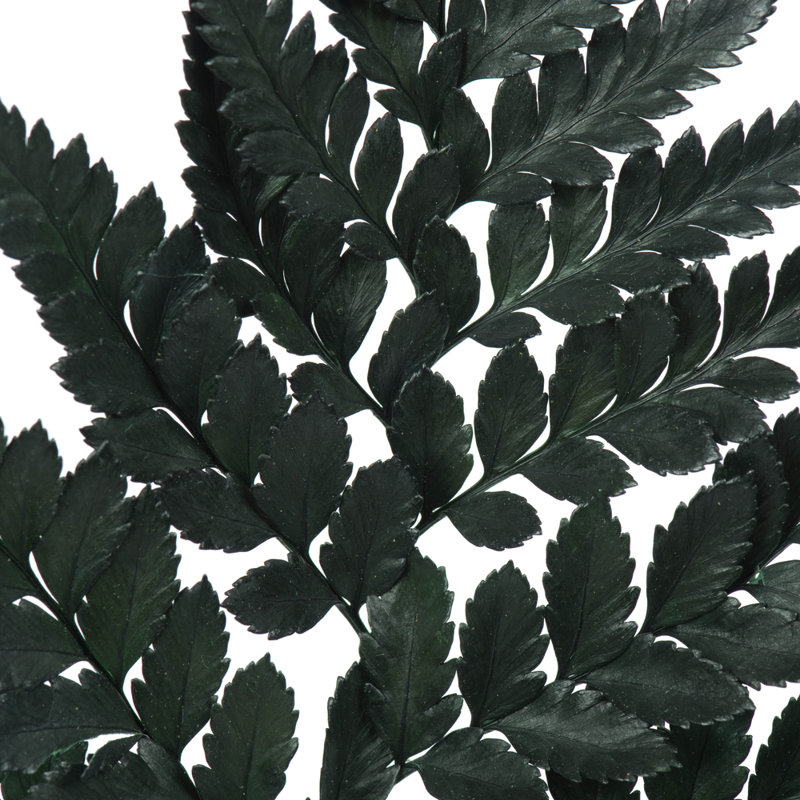 0,0625 plante