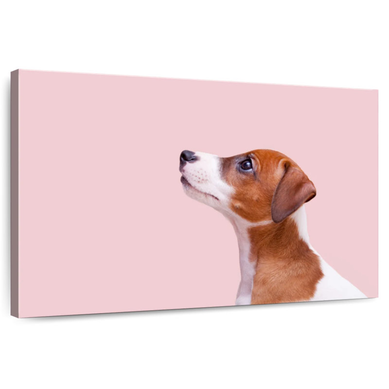 Jack Russel Brampt, H 20 po x l 30 po