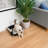 IRIS Open Top Cat Litter Box With Scoop, Plastic Pan, Black