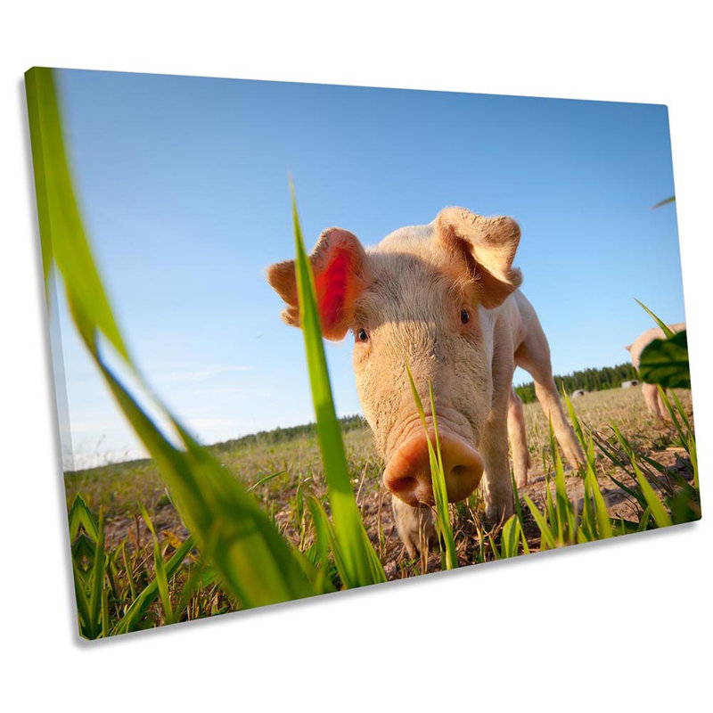 Pig Farm Farming - Wrapped Canvas Print, 30.5cm H x 45.7cm W x 2cm D