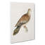 Oriental Turtle Dove by Von Wright - Wrapped Canvas-55311338