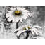 Fleurs abstraites de marguerites sur toile