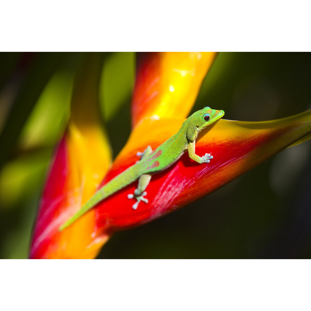 The Gold Dust Day Gecko von YinYang - Leinwanddrucke