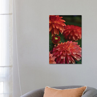 Dahlia by Olivia Joy StClaire - Wrapped Canvas Gallery-Wrapped Canvas Giclée