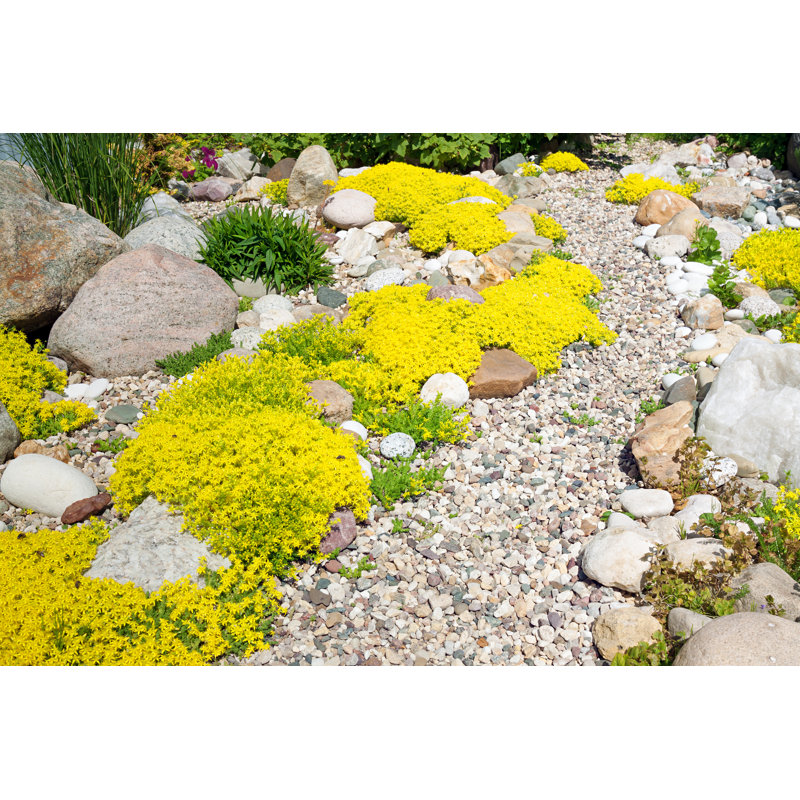 Rockery Rock Garden by Yanikap - Wrapped Canvas Print, 61cm H x 91cm W