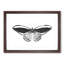 Papilio Butterfly in Black & White by George Shaw - Picture Frame Painting Print-55737309-55737312