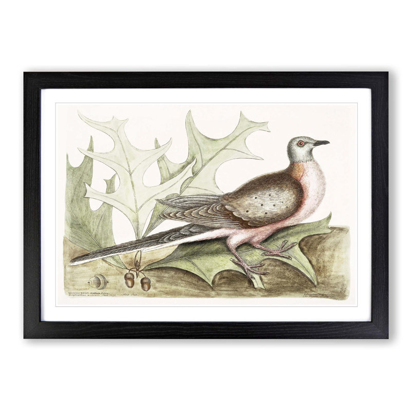 Pigeon of Passage by Mark Catesby - Picture Frame Painting Print, Black Framed, 27cm H x 36cm W x 2cm D