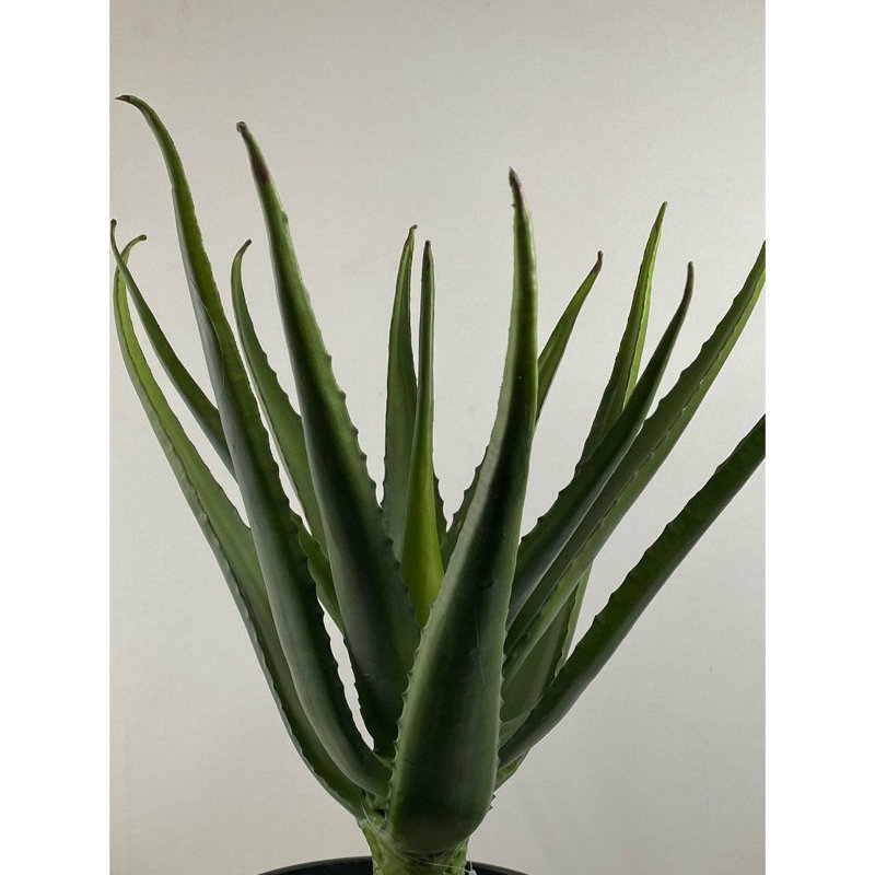 Fleurs succulentes
