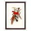 Fiery Parakeets by Elizabeth Gould - Picture Frame Art Print-55609403-55609401