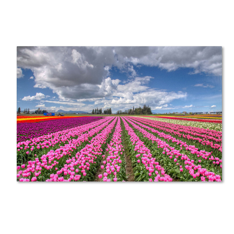 «Tulip Field», reproduction de photo sur toile tendue, H 12 po x l 19 po x P 2 po