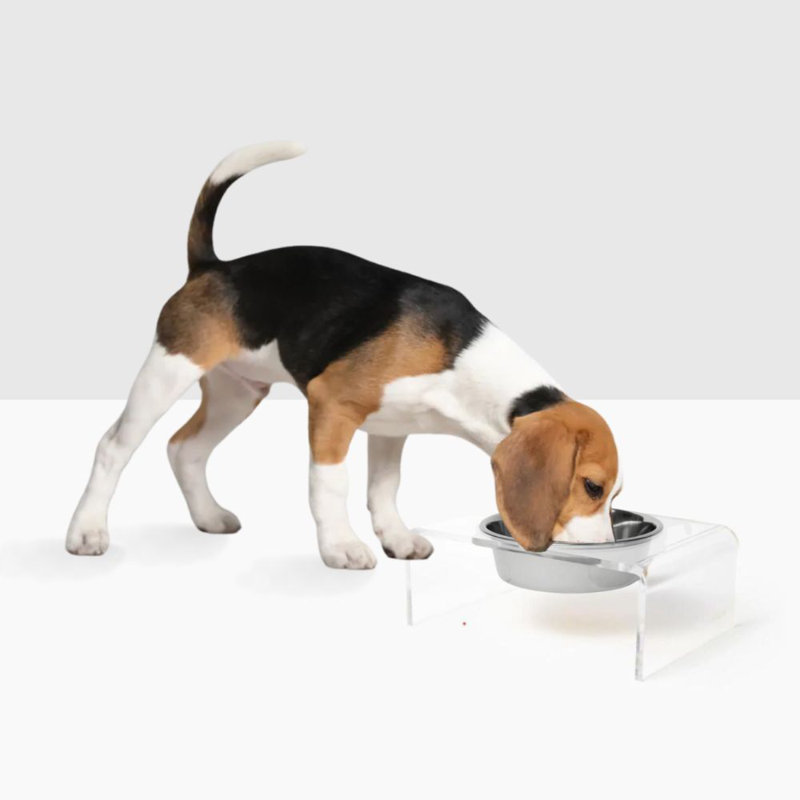 Single Bowl Elevated Feeder with Bowl, Silver, Clear