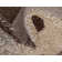Bello Abstract Indoor Rug