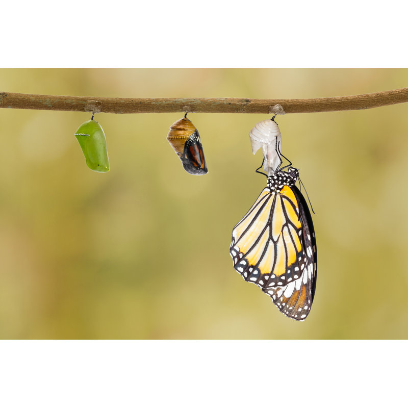 Tiger Butterfly - Wrapped Canvas Print, 20cm H x 30cm W x 3.8cm D