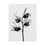 « doux pea x ray », reproduction de photo sur toile tendue-31881796
