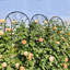 2 Pack Metal Garden Trellis 86.7" X 19.7" Rustproof Trellis For Climbing Plants Outdoor Flower Support Peacock Style