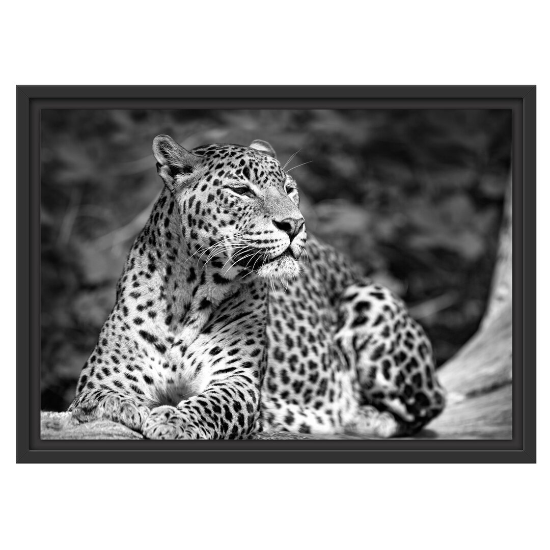 Gerahmtes Wandbild Leopard in der Natur B&W