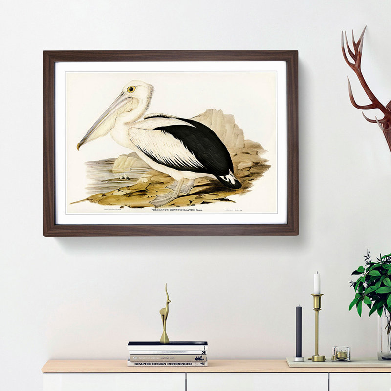 Australian Pelican by Elizabeth Gould - Single Picture Frame Painting, Walnut Framed, 33cm H x 45cm W x 2cm D