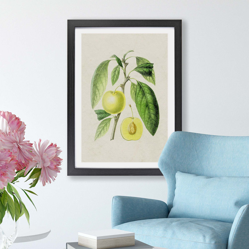 Prune Fruit Illustration - Framed Print, 33cm H x 45cm W x 2cm D, Black
