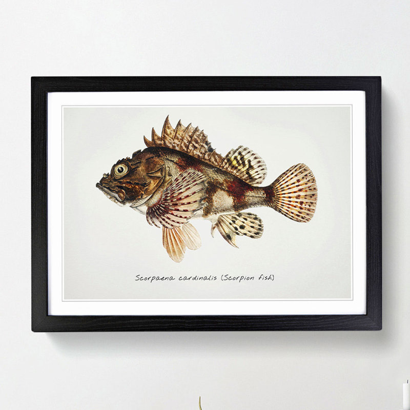Illustration of a Scorpion Fish by F.E. Clarke - Picture Frame Graphic Art Print on MDF, 48cm H x 65cm W x 2cm D