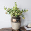 Vase de table Libra Furlane