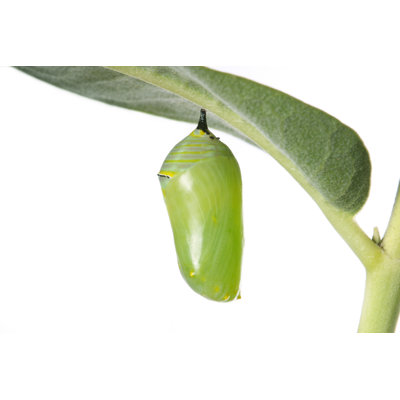 Monarch Caterpillar Cocoon - Wrapped Canvas Print