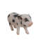 Statue porc pour bébé debout-16443391