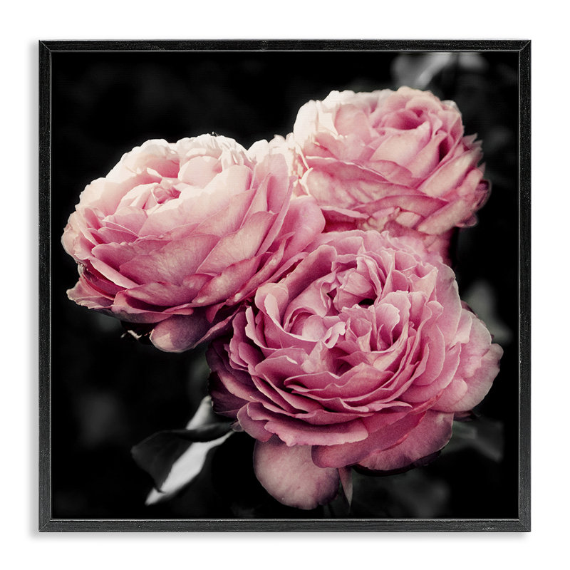 «Full Blooming Roses», art de la giclée encadrée par Emily Navas, H 12 po x l 12 po, Giclée encadrée noir minuit