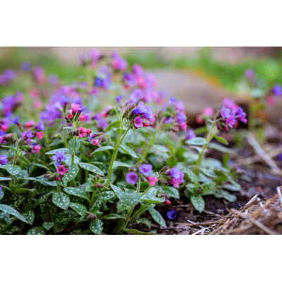 " Pulmonaria In Spring Garden "