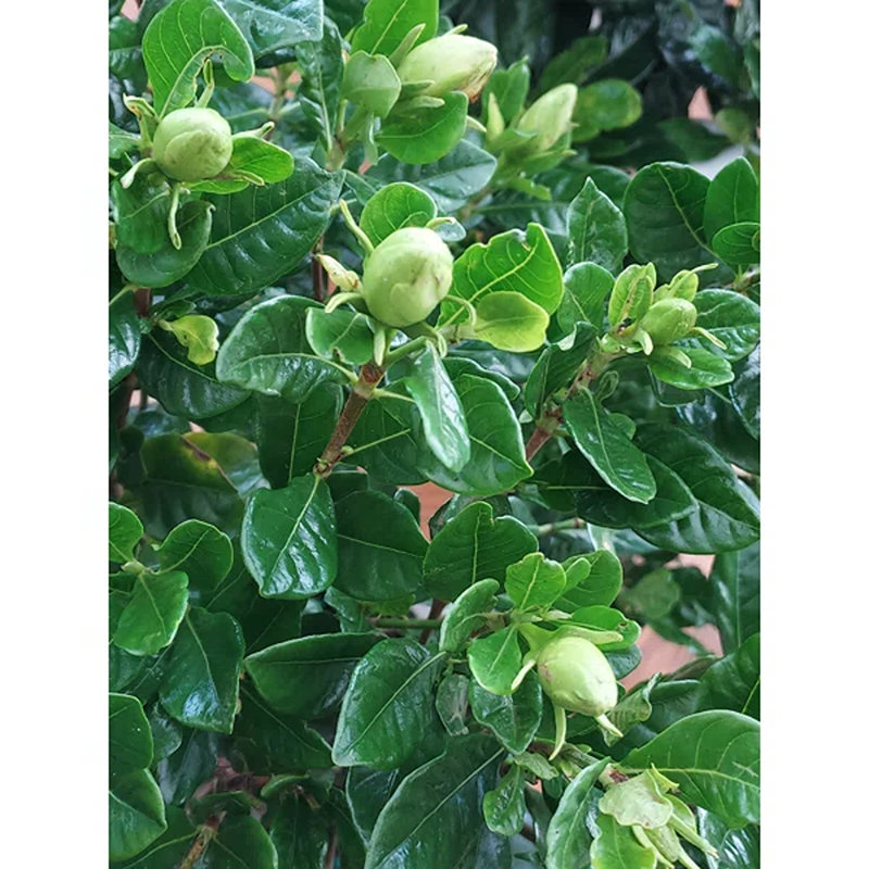 Cagle Primrue Gardenia Live Plant