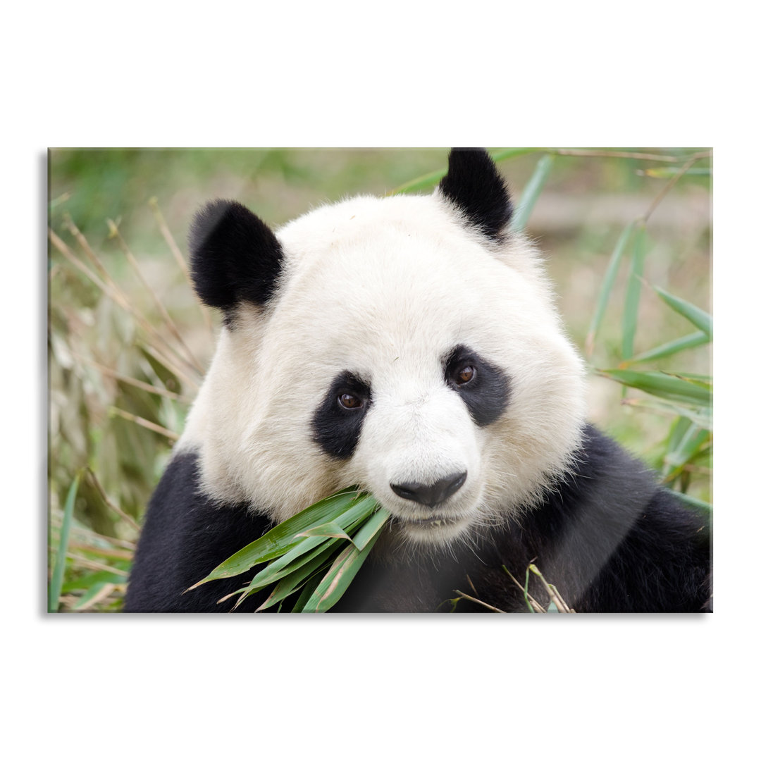 Glasbild Panda frisst Bambus