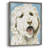 Labradoodle II Framed Print - Solid Wood-1836780462