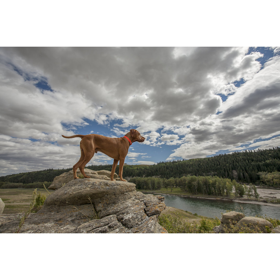 Hund auf einer Klippe - Druck