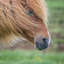 « islandais cheval i », reproduction de photo sur toile tendue-72604301-72604295-72604300