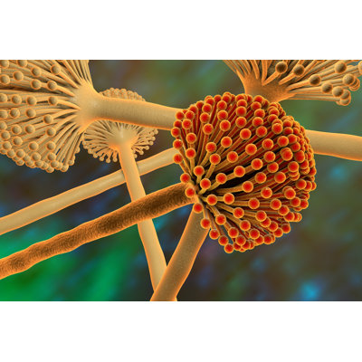 " Fungal Mold " by Dr_Microbe